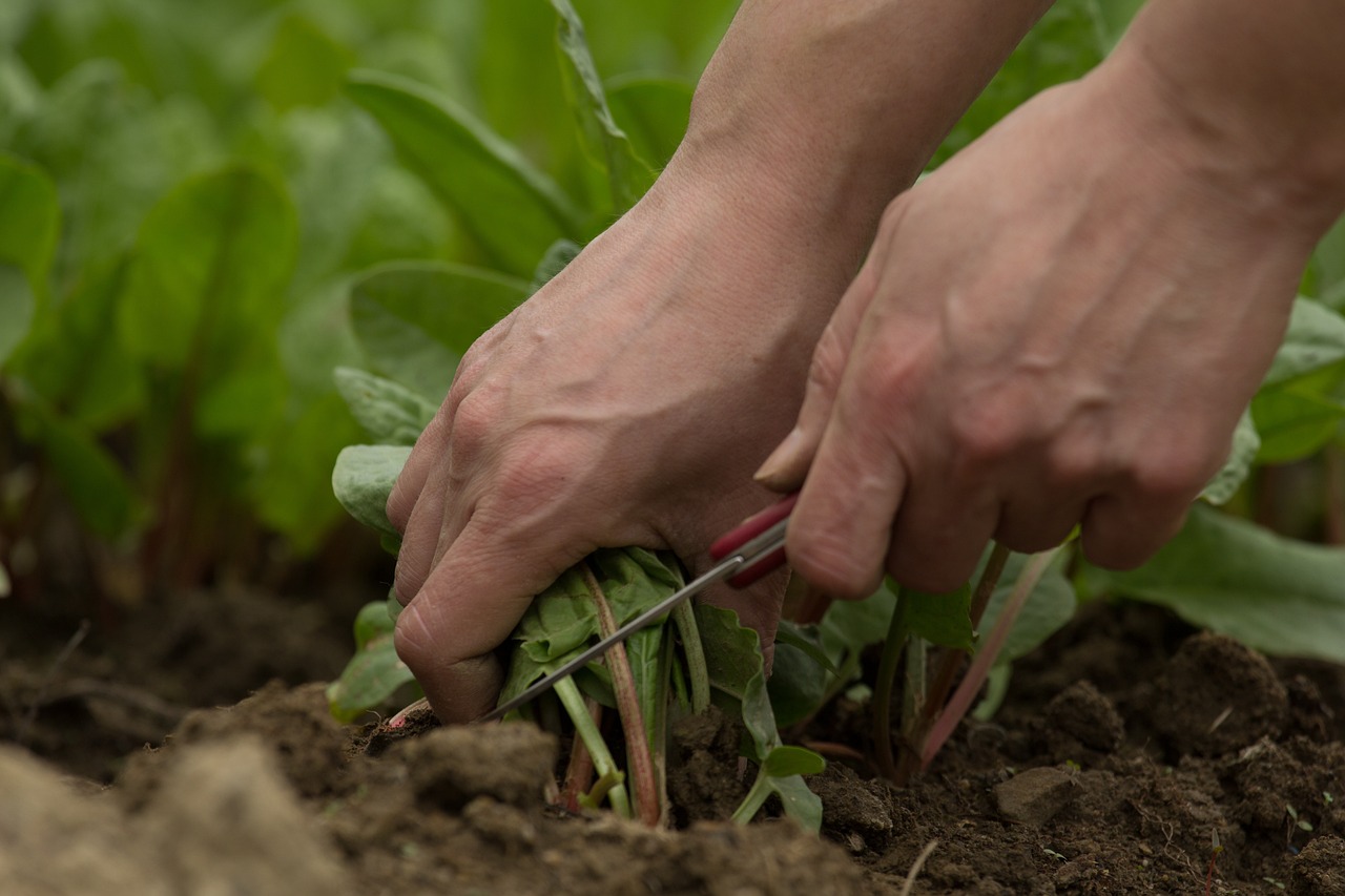 Indoor Gardening – An Eco-Friendly Solution for Urban Dwellers?